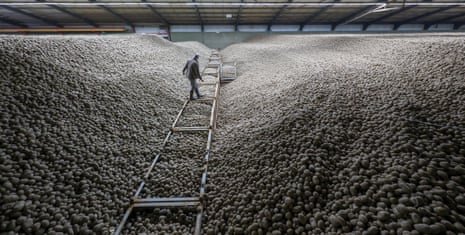 Bumper Potato Harvest Triggers Free Giveaway in Berlin