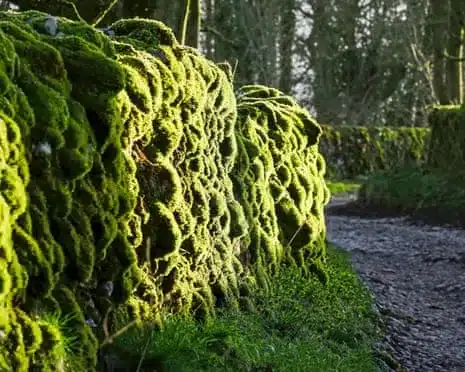 Ancient Bryophytes Illuminate Derbyshire’s Limestone Landscapes