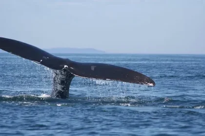 Canada Launches Whalesafe Fishing Gear Initiative to Protect Endangered Right Whales