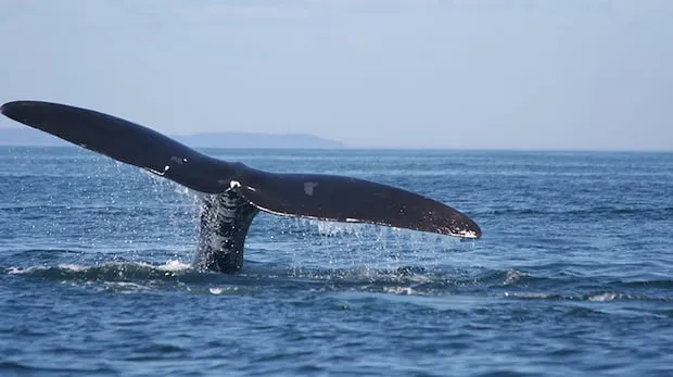Canada Launches Whalesafe Fishing Gear Initiative to Protect Endangered Right Whales