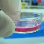 Researchers Secure .8M to Bioprint Personalized Kidney Tissues