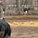 Tribunal Overturns K Quarantine Fine for B.C. Ostrich Farm