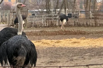 Tribunal Overturns K Quarantine Fine for B.C. Ostrich Farm