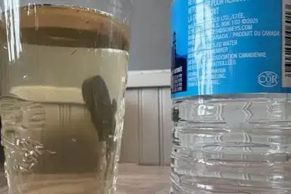 Charlottetown Warns of Ongoing Water Discolouration After Maintenance