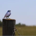 Bluebird Trail Sparks Conservation via Citizen Science