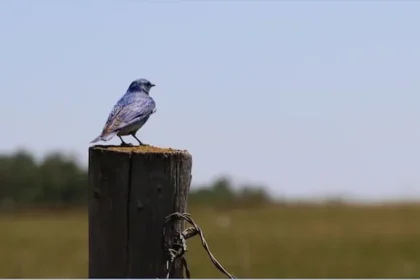 Bluebird Trail Sparks Conservation via Citizen Science