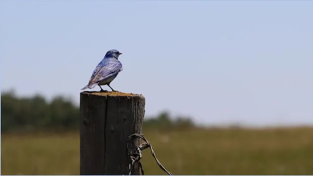 Bluebird Trail Sparks Conservation via Citizen Science