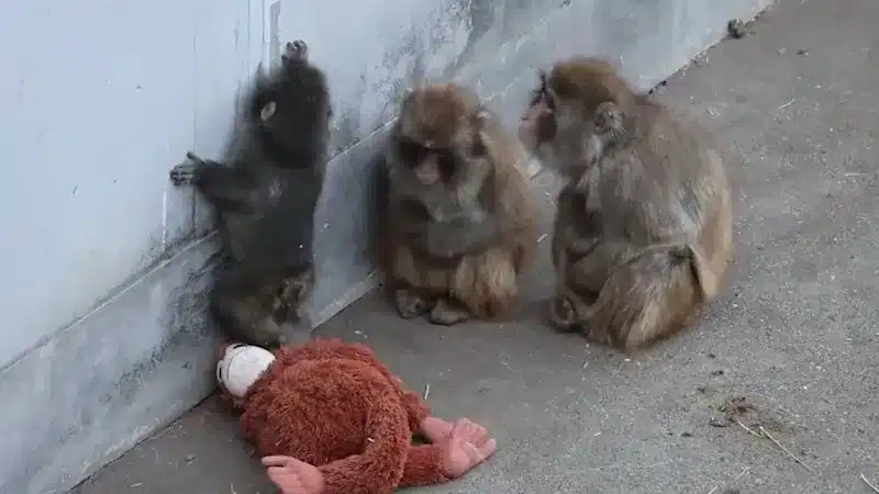 Baby Macaque Punch Goes Viral, Melting Hearts Worldwide Baby Macaque Punch Goes Viral, Melting Hearts Worldwide