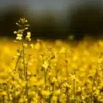 China Halts Tariffs on Canadian Canola Meal, Peas from March 1