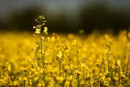 China Halts Tariffs on Canadian Canola Meal, Peas from March 1