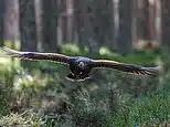 Hawk’s Natural Pharmacy: Falconry Insights and Life Lessons