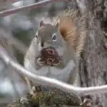 Charming Squirrels Lead New Brunswick Wildlife Photo Roundup