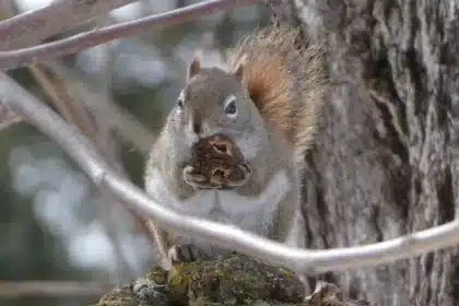 Charming Squirrels Lead New Brunswick Wildlife Photo Roundup
