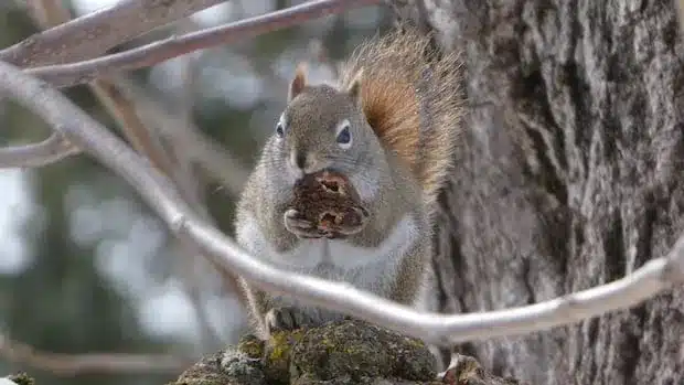 Charming Squirrels Lead New Brunswick Wildlife Photo Roundup