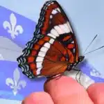 Quebec Poised for White Admiral as First Insect Symbol