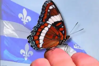 Quebec Poised for White Admiral as First Insect Symbol