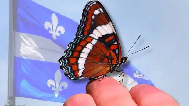 Quebec Poised for White Admiral as First Insect Symbol
