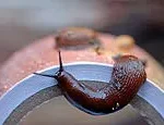 UK Gardens Brace for Slug Surge After Wet February: Expert Tips