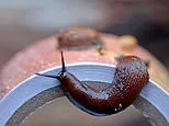 UK Gardens Brace for Slug Surge After Wet February: Expert Tips