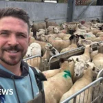 Unlimited Fines for Dog Owners After Livestock Attacks in New Law