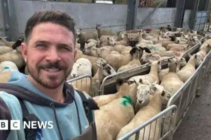 Unlimited Fines for Dog Owners After Livestock Attacks in New Law