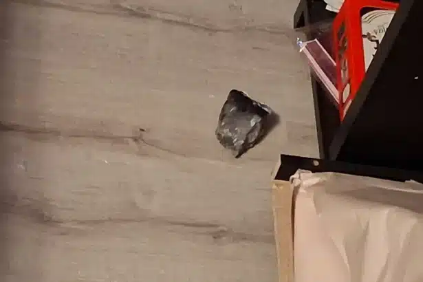 Meteorite Crashes Through Texas Woman’s Roof After Houston Boom