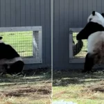 Young Pandas Flirt Through Window at DC Zoo in Breeding Milestone