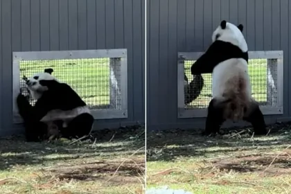 Young Pandas Flirt Through Window at DC Zoo in Breeding Milestone