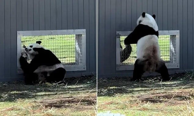 Young Pandas Flirt Through Window at DC Zoo in Breeding Milestone