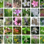 PlantNet App Boosts Citizen Science with 80K+ Plant Species