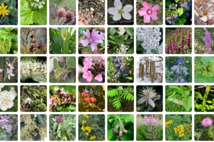 PlantNet App Boosts Citizen Science with 80K+ Plant Species