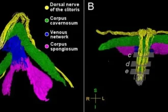 First Clitoris Nerve Map Reveals Vastly More Sensitivity