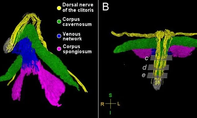 First Clitoris Nerve Map Reveals Vastly More Sensitivity