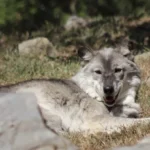Toddler Injured by Wolf at Zoo as Parents Distracted by Phones
