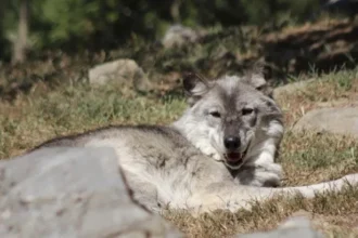 Toddler Injured by Wolf at Zoo as Parents Distracted by Phones