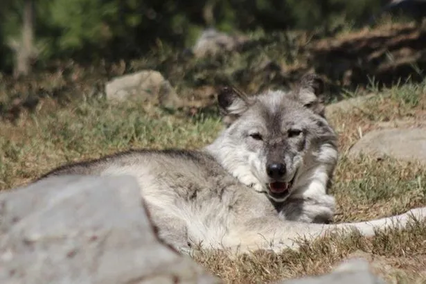 Toddler Injured by Wolf at Zoo as Parents Distracted by Phones