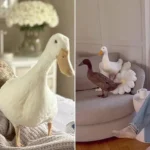 Pet Ducks: Must-Have Accessory for Rich and Famous Stars
