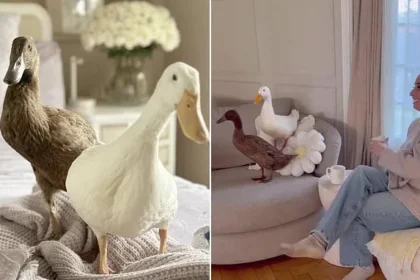 Pet Ducks: Must-Have Accessory for Rich and Famous Stars