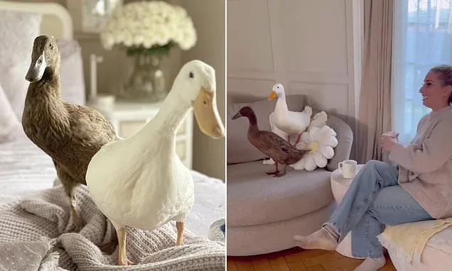 Pet Ducks: Must-Have Accessory for Rich and Famous Stars Pet Ducks: Must-Have Accessory for Rich and Famous Stars