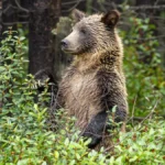 Alberta Grizzly Hunt Proposal Faces Calls for Science-Based Data