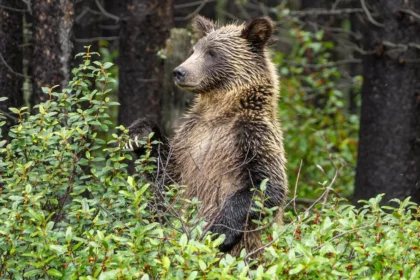 Alberta Grizzly Hunt Proposal Faces Calls for Science-Based Data