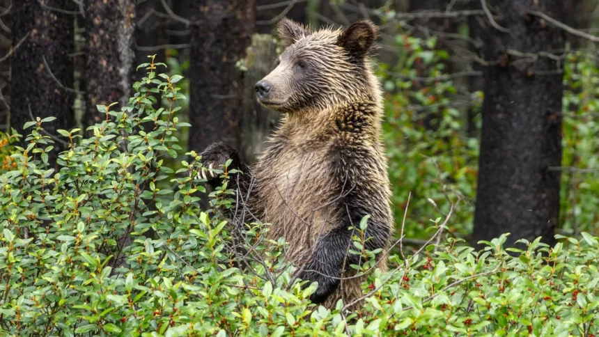 Alberta Grizzly Hunt Proposal Faces Calls for Science-Based Data Alberta Grizzly Hunt Proposal Faces Calls for Science-Based Data