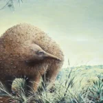 Child-Sized Giant Echidna Fossil Unearthed in Victoria Cave