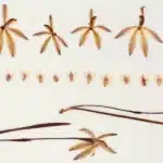 Preserved Orchids Reveal 60% Pollination Drop Since 1970s