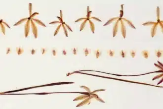 Preserved Orchids Reveal 60% Pollination Drop Since 1970s