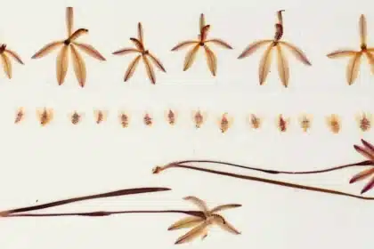 Preserved Orchids Reveal 60% Pollination Drop Since 1970s