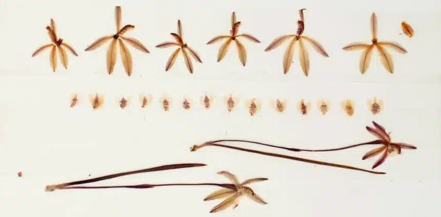 Preserved Orchids Reveal 60% Pollination Drop Since 1970s