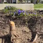 Vandals Snap Trees at Kelowna RISE Memorial for Crane Victims