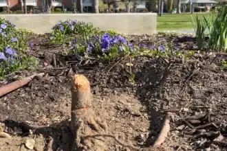 Vandals Snap Trees at Kelowna RISE Memorial for Crane Victims