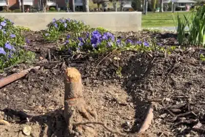 Vandals Snap Trees at Kelowna RISE Memorial for Crane Victims